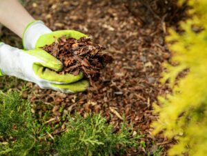 An image of a person's hands wearing gardening gloves holding a pile of mulch.